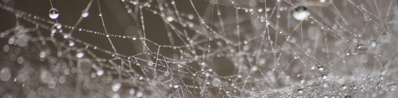 A closeup photo of a tangled cobweb