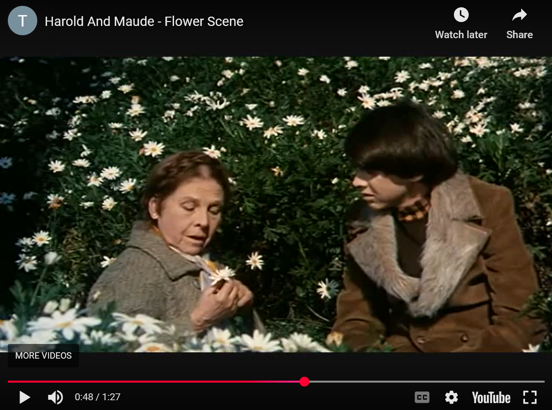Still frame of a video clip from Harold and Maude