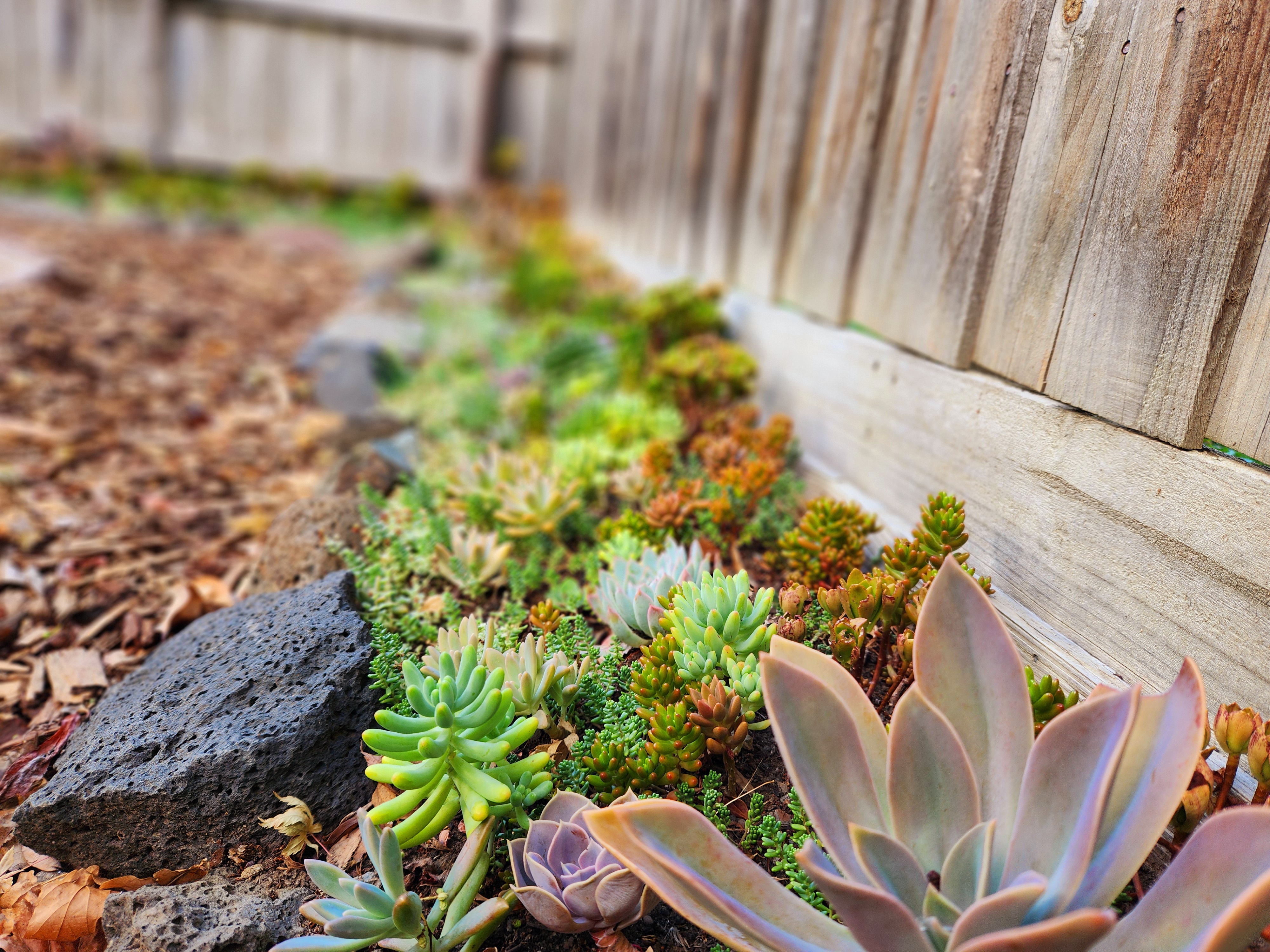 Closeup photo of a garden bed filled with succulents
